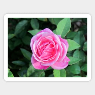 Pink Rose Sticker